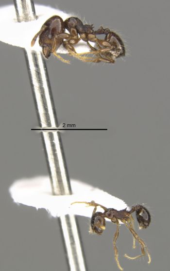 Media type: image;   Entomology 34314 Aspect: habitus lateral
